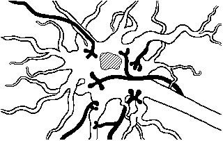 neuron image