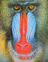 mandrills photograph